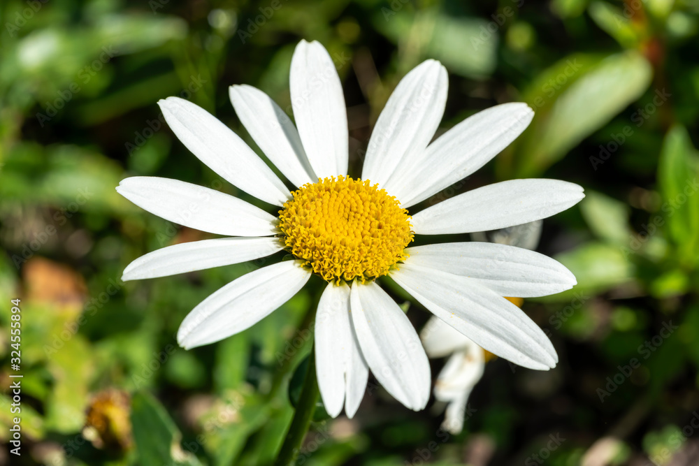 Leucanthemum x superbum 'Snowcap' a white herbaceous summer autumn perennial flower plant commonly known as Shasta Daisy Leucanthemum x superbum 'Snowcap' a white herbaceous summer autumn perennial flower plant commonly known as Shasta Daisy