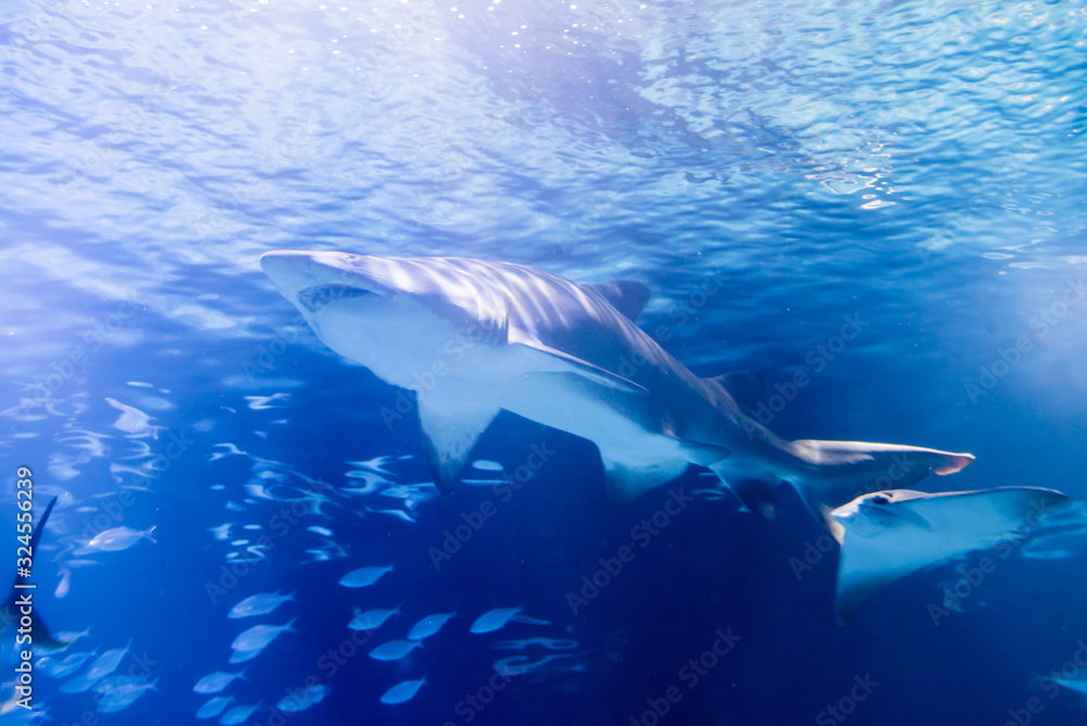Fototapeta premium Shark swimming in the calm waters