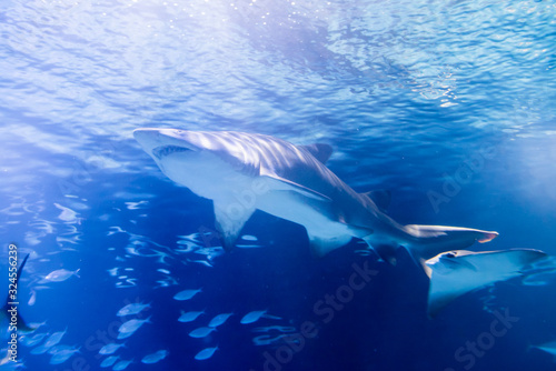 Shark swimming in the calm waters