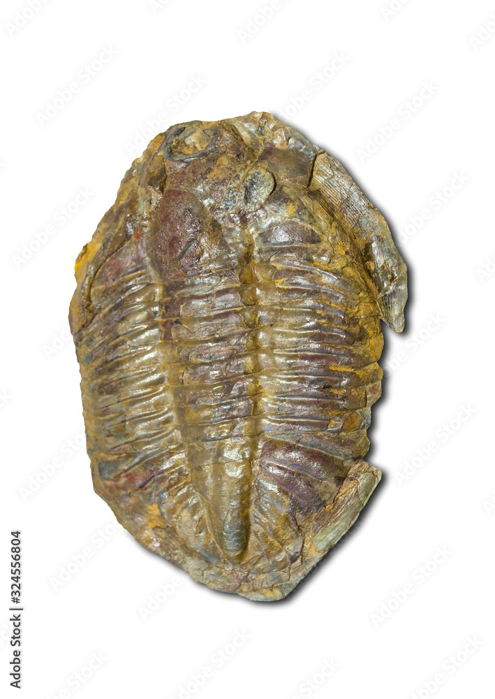 Arthropod fossil. Ordovician Era. Isolated Arthropod fossil. Ordovician Era. Isolated