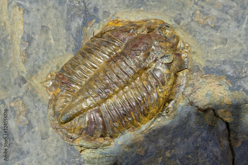 Arthropod fossil. Ordovician Era