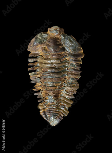 Nesuretus ovus, arthropod fossil