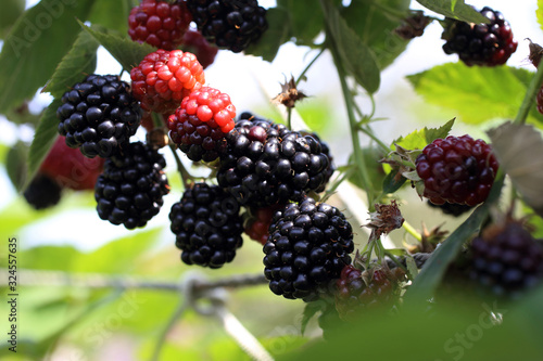 Growing blackberries. Harvest