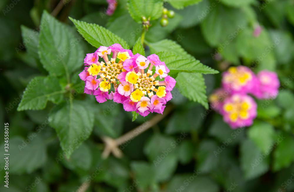 beautiful Lantana camara exotic tropical flower. perennial shrub that has a whole bunch of delicious inflorescences. gardeners prefer to grow this plant in indoor conditions. beautiful Lantana camara exotic tropical flower. perennial shrub that has a whole bunch of delicious inflorescences. gardeners prefer to grow this plant in indoor conditions.