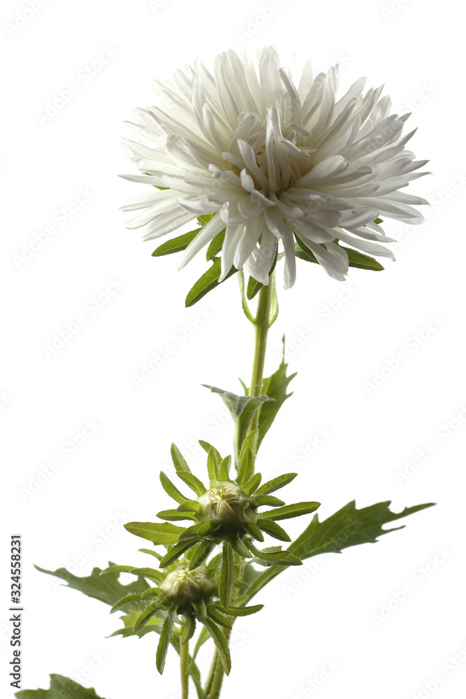 White aster and buds isolated on white White aster and buds isolated on white