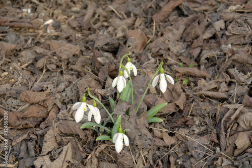 the flowers are snowdrops grown up among the old dead leaves in spring