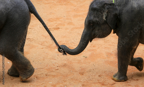 Photography Asian elephant use trunk to hold others elephant tail