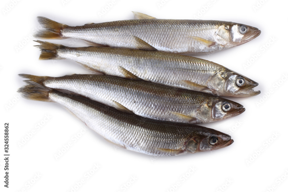 Smelt fish isolated on white. (Big Pacific smelt - Osmerus mordax) Smelt fish isolated on white. (Big Pacific smelt - Osmerus mordax)