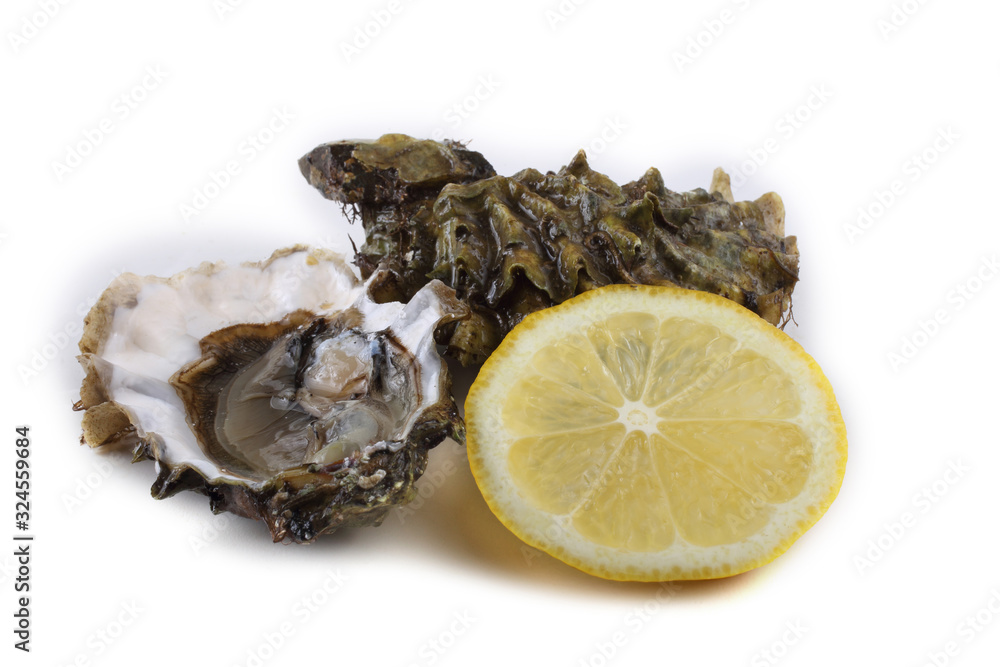 Oysters isolated on white Oysters isolated on white