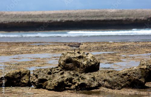 Seagulls on the Indian ocean shore © Vitaliy