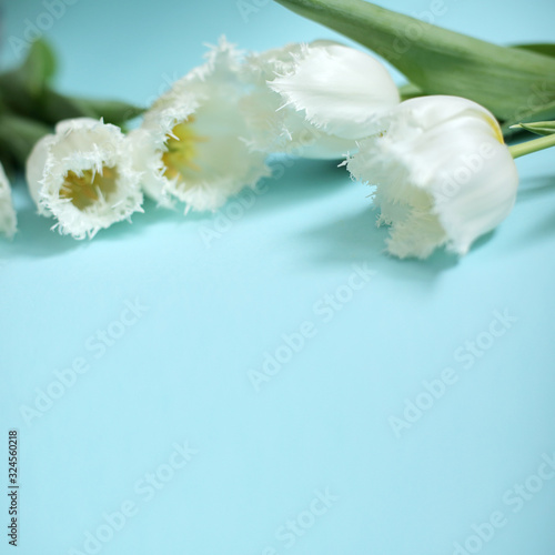 White flowers on the blue background. Spring greeting card. Tulips borderd banner. Minimal stile. Copy space for text. photo