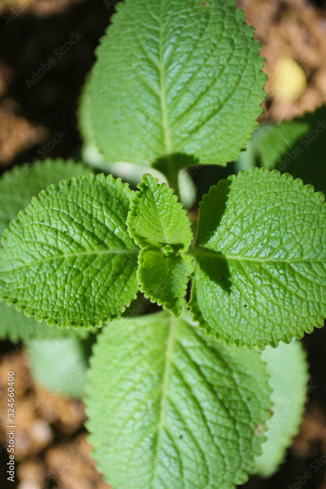 Oregano Oregano