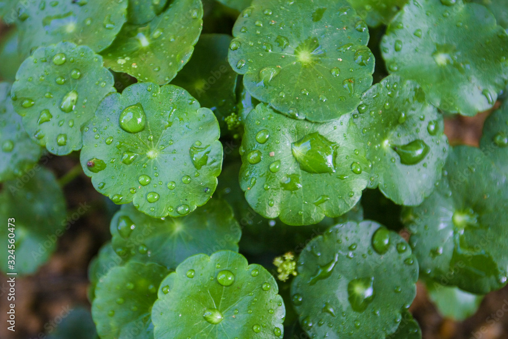 Pennywort also known as Pegaga. The health benefits of pennywort is memory, circulation and skin conditions, nervous system and immune system. Pennywort also known as Pegaga. The health benefits of pennywort is memory, circulation and skin conditions, nervous system and immune system.