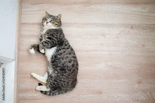 Adorable aged cat resting on floor at home