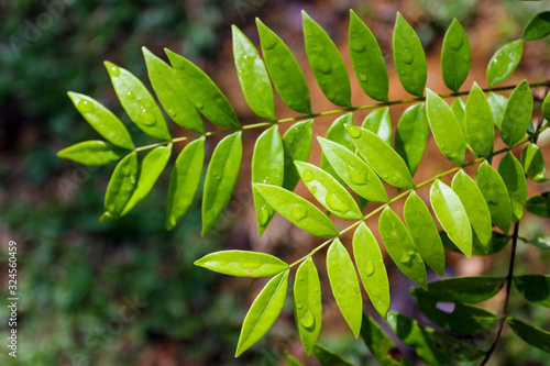 Tongkat Ali / Eurycoma Longifolia