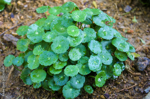 Pennywort also known as Pegaga. The health benefits of pennywort is memory, circulation and skin conditions, nervous system and immune system. photo