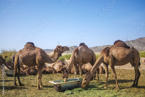 Camel in desert at Hudaibiyah  Mecca  Saudi Arabia.