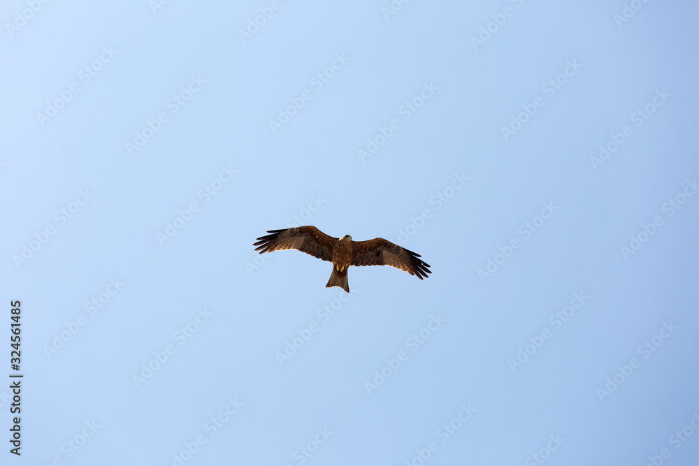 Harrier is hovering in the sky