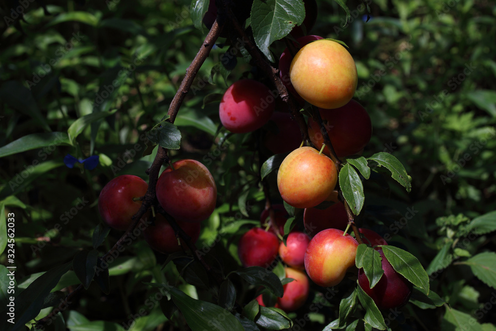 Plums on tree