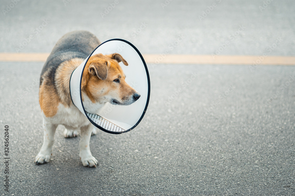 Dog wearing collar neck in the shape of a cone, elizabethan collar
