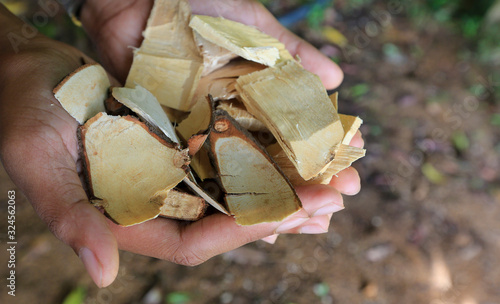 Tongkat Ali / Eurycoma Longifolia photo