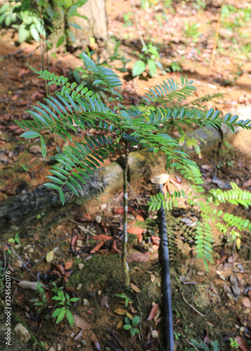 Tongkat Ali / Eurycoma Longifolia photo