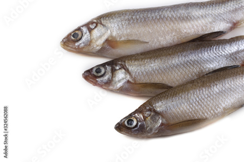 Smelt fish isolated on white. Pacific smelt variety