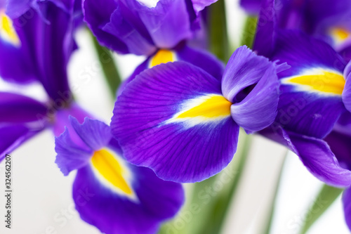 Fototapeta Naklejka Na Ścianę i Meble -  Bouquet of beautiful purple irises closeup against a blurred background. Delicate spring flowers as a gift for Women's Day or Mother's Day. Selective focus