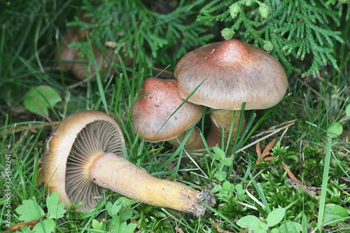 Gomphidius rutilus (Chroogomphus rutilus coll.), known as the copper spike or brown slimecap, wild mushroom from Finland