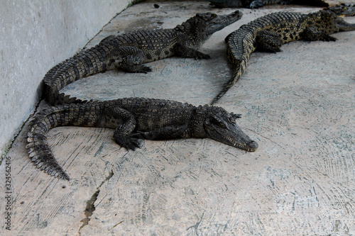 crocodiles on a crocodile farm