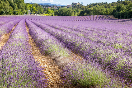 Lavender field