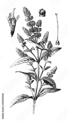 Peppermint plant (Mentha × piperita) / vintage illustration from Brockhaus Konversations-Lexikon 1908