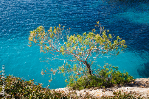 The tree on the stony coast of Mediterranean Sea