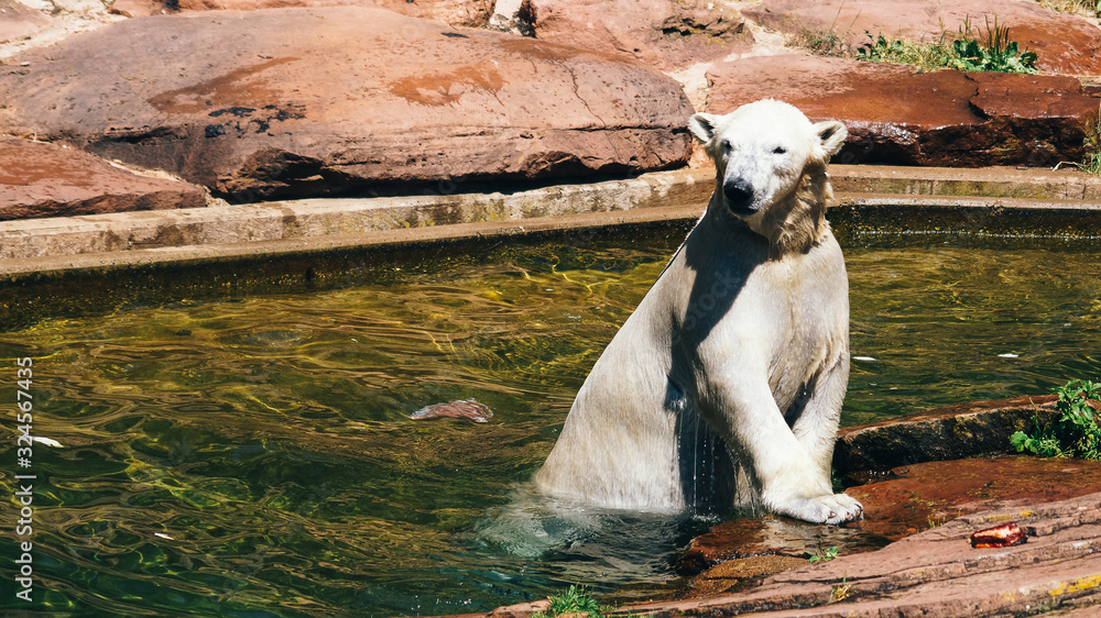 Fototapeta premium Zoo Eisbär