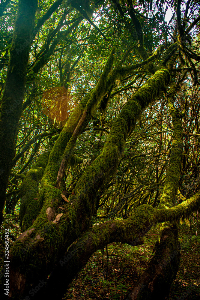 Fototapeta premium forest