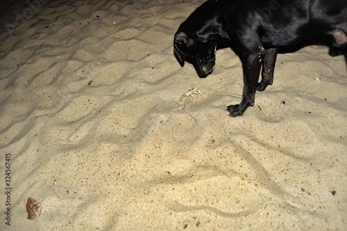 dog looking the grab in the sand beach