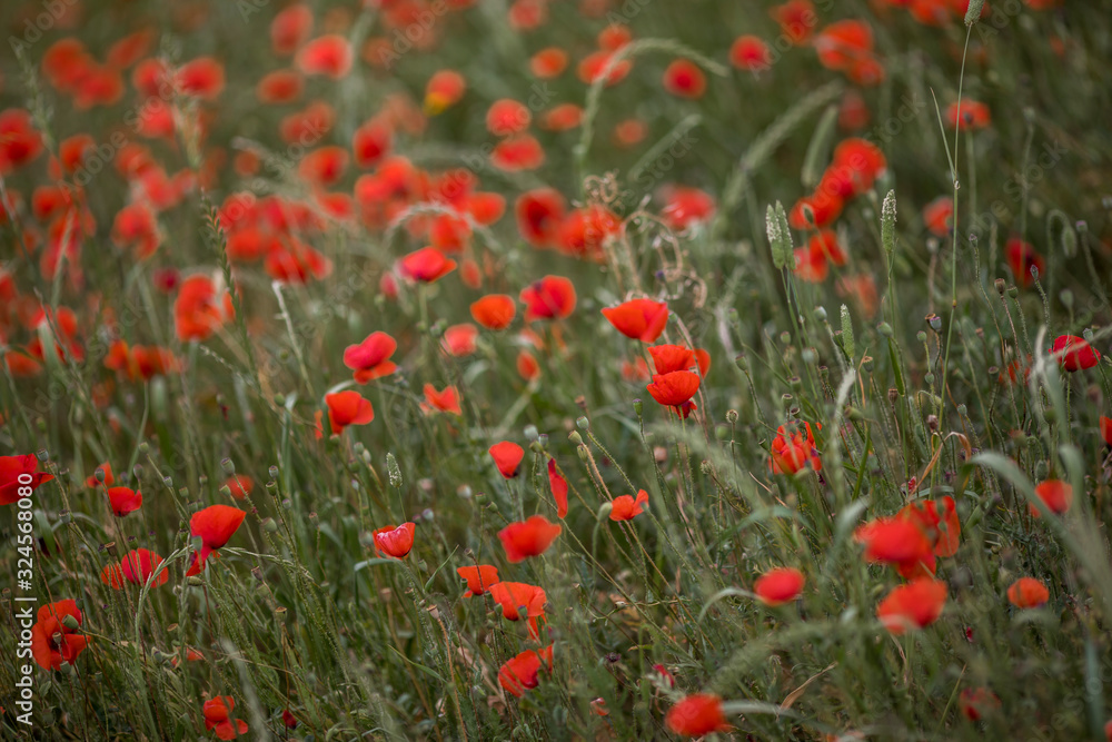 Amapolas Amapolas