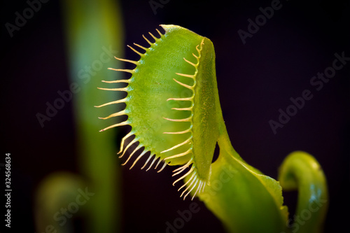 venus fly trap