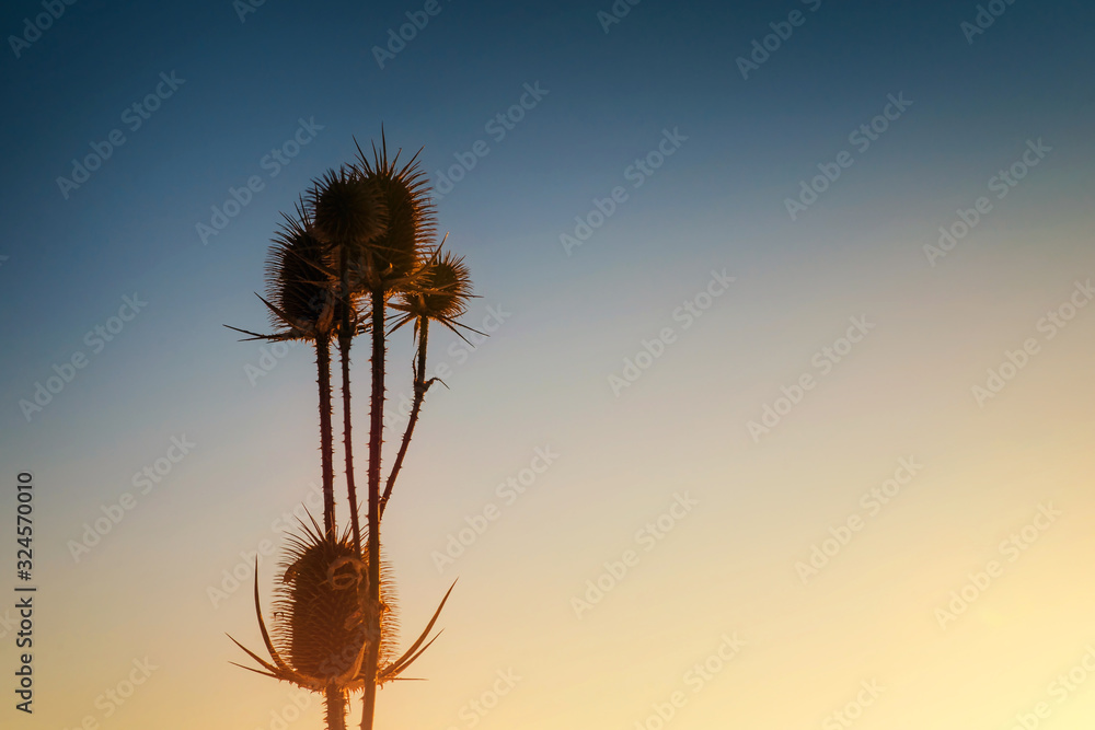 Cactus on sky background. Dry thistle on the evening sky background.