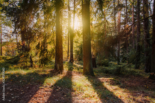 Autumn forest. Sunset in the forest. The sun's rays make their way through the branches of the trees. A local forest during autumn.