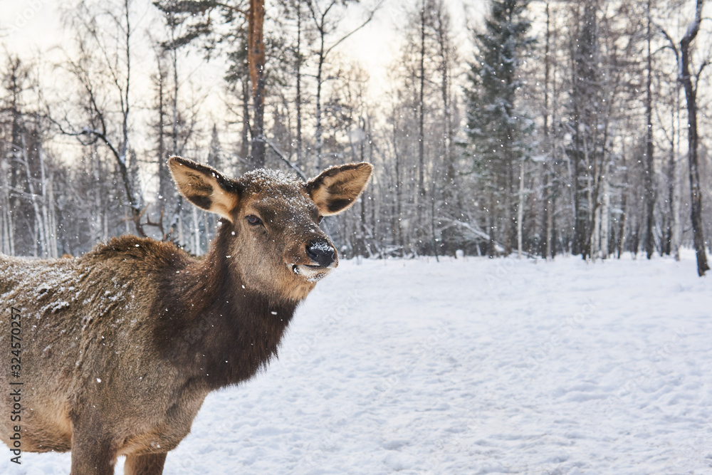 deer female in winter forest glade under snowfall close up deer female in winter forest glade under snowfall close up