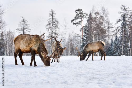 Fototapeta Naklejka Na Ścianę i Meble -  three maral deers graze in a clearing in the winter in the forest