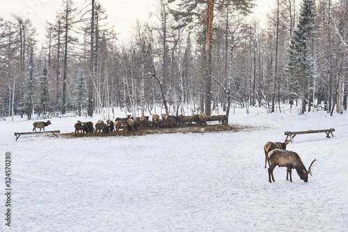 deer feeding in the winter on a maral farm photo