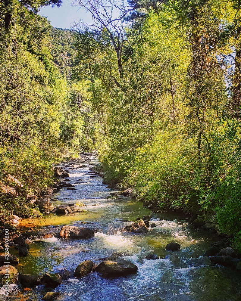 Obraz premium river in the forest