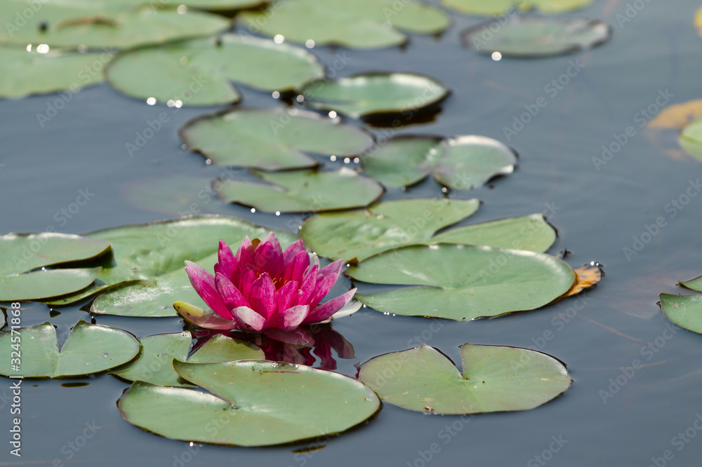 Pink water lily blooms