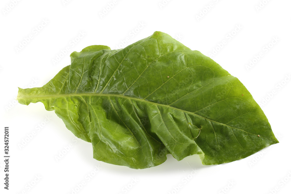Tobacco leaf isolated on white Tobacco leaf isolated on white