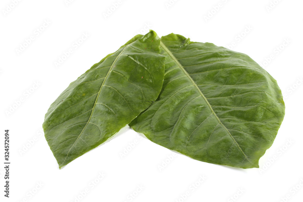 Two tobacco leaves Two tobacco leaves