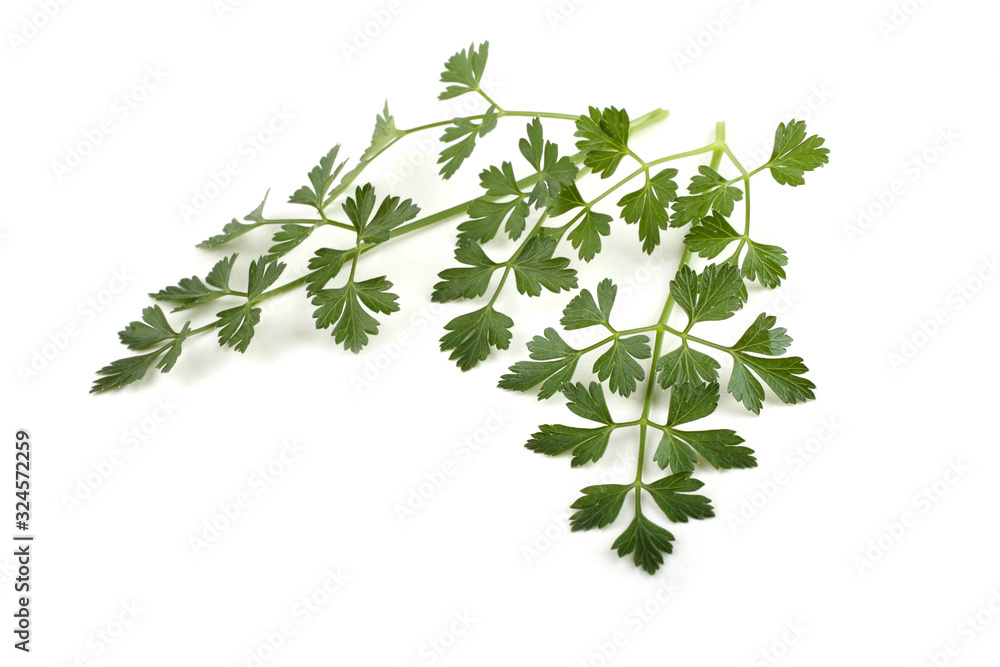 Parsley isolated on white Parsley isolated on white