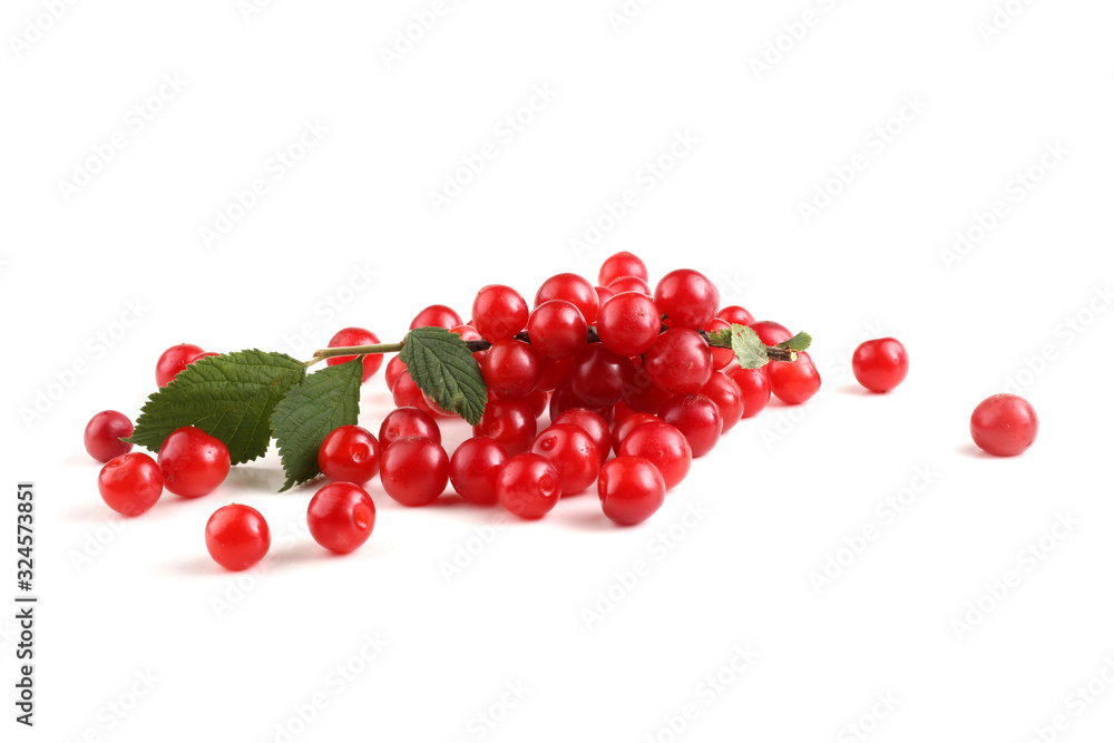 Nanking cherry and branch Nanking cherry and branch