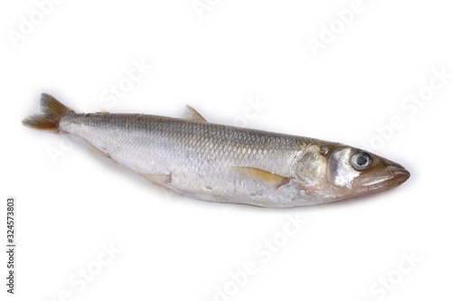 Smelt fish isolated on white. (Big Pacific smelt - Osmerus mordax)